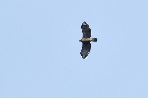 6f446036.jpg