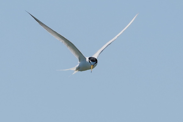 240605koaji13