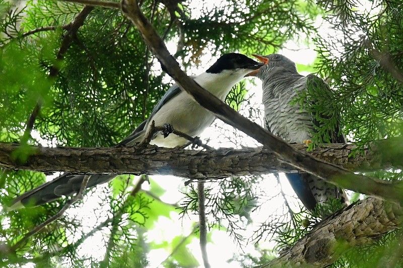 オナガの親子 再び 野鳥は可愛い ２