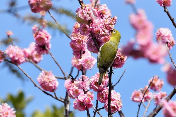 200303mejiro06