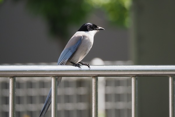 200517onaga6