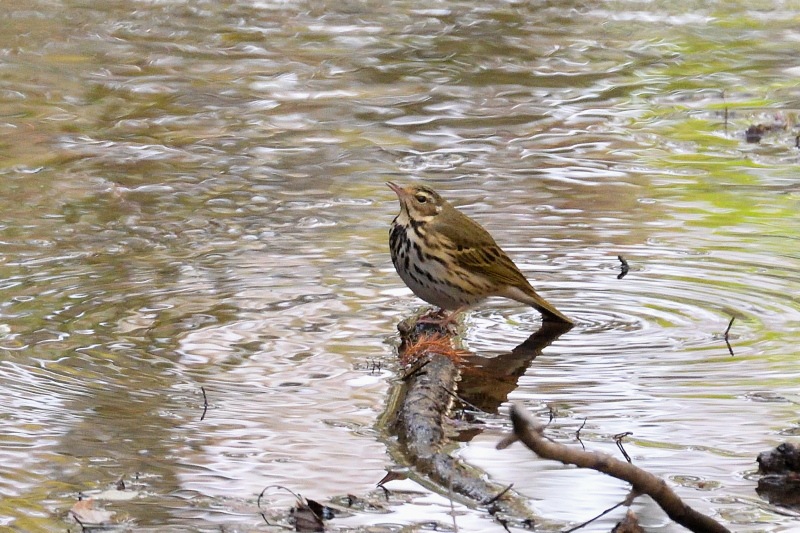 カワラヒワ ビンズイ 他 野鳥は可愛い ２