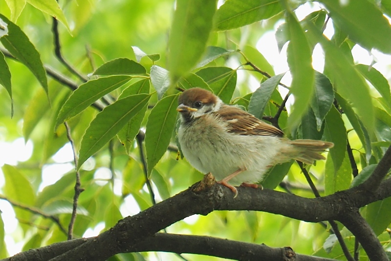 スズメの巣立ち雛 シジュウカラの喧嘩 野鳥は可愛い 2 スズメの巣立ち雛 シジュウカラの喧嘩 野鳥は可愛い 2
