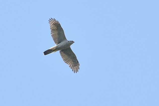 80502af2.jpg