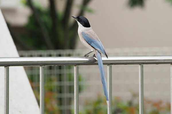 200520onaga6