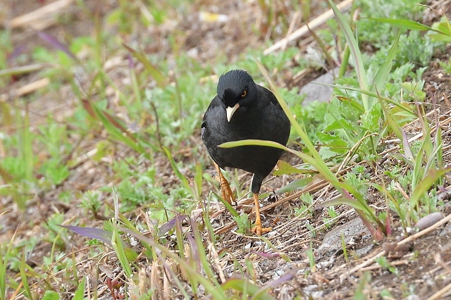 19年03月30日 野鳥は可愛い ２