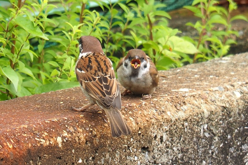 スズメの巣立ち雛 シジュウカラの喧嘩 野鳥は可愛い 2 スズメの巣立ち雛 シジュウカラの喧嘩 野鳥は可愛い 2