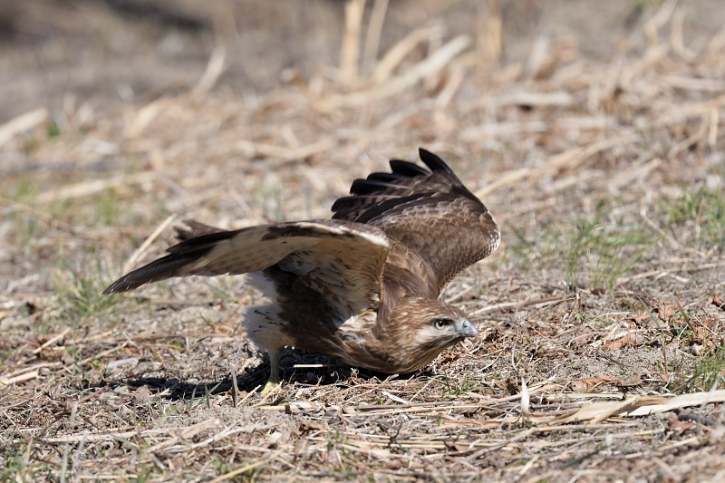 歩くノスリ 他 野鳥は可愛い ２