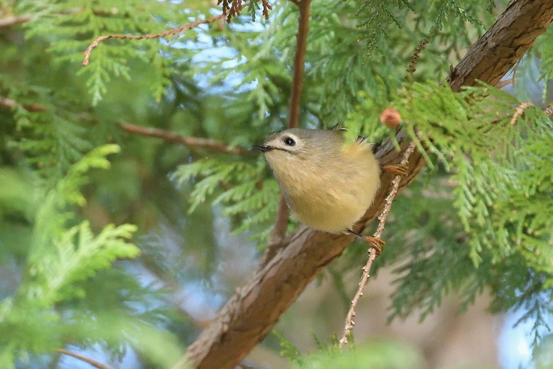 キクイタダキ 惜しかった 野鳥は可愛い ２