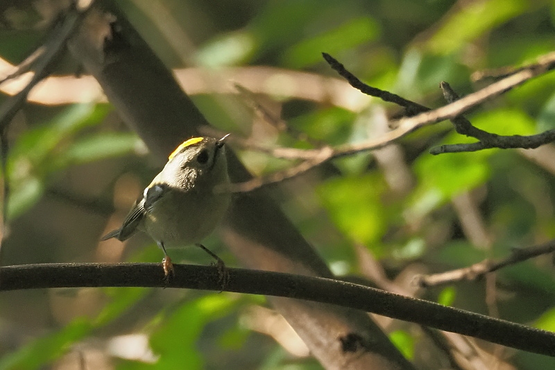 キクイタダキ 再び 野鳥は可愛い ２