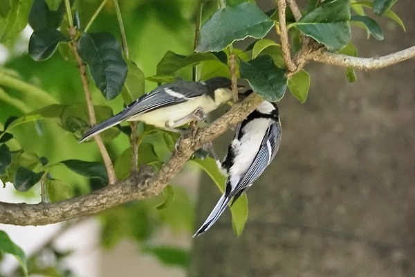 200529sijyu05