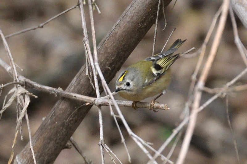 今季一番の キクイタダキ 野鳥は可愛い 2 今季一番の キクイタダキ 野鳥は可愛い 2