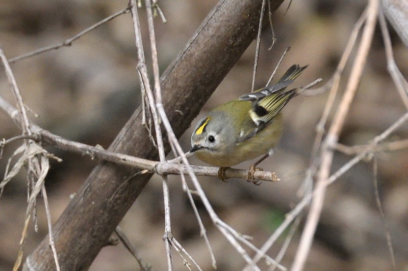 今季一番の キクイタダキ 野鳥は可愛い ２