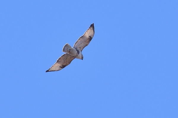 210216nosuri1