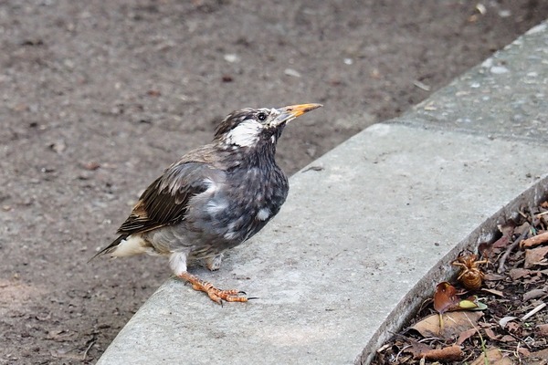 ムクドリ 野鳥は可愛い ２