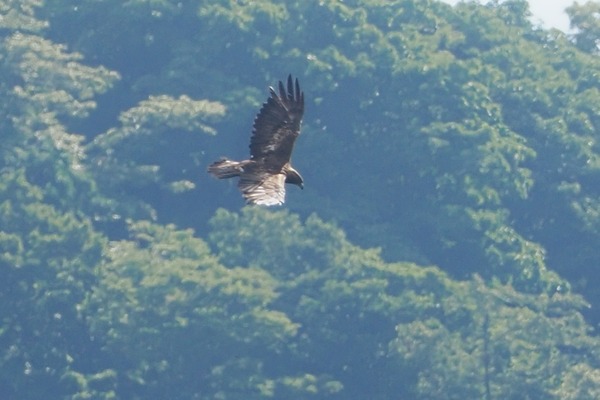 230805inu34
