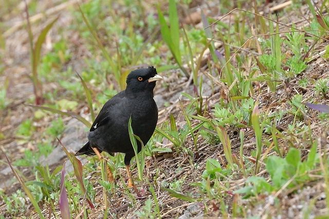 19年03月30日 野鳥は可愛い ２