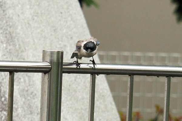 200516onaga3
