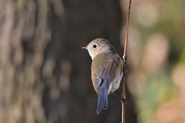 キクイタダキ 野鳥は可愛い ２
