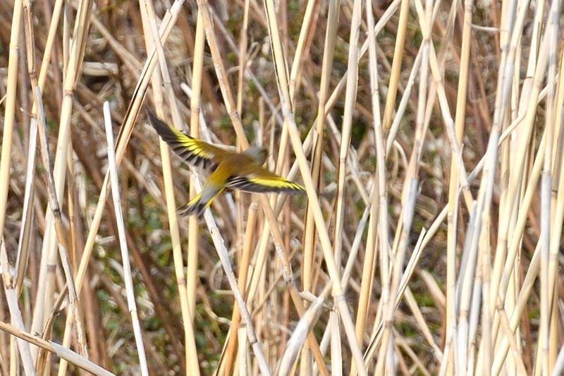 カオグロアメリカムシクイ 野鳥は可愛い ２