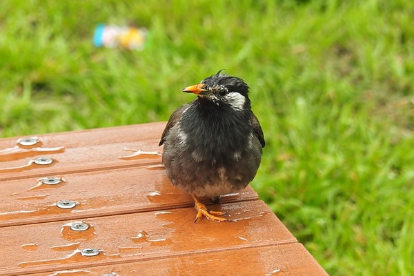 ムクドリ 野鳥は可愛い ２