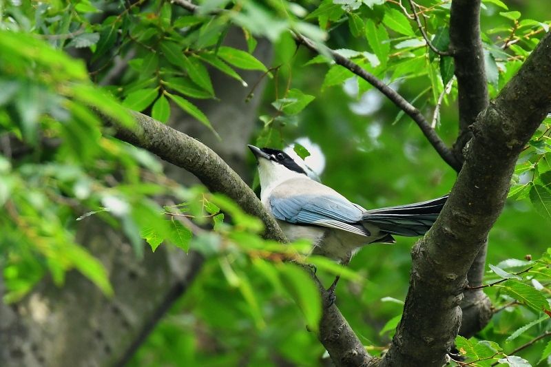 オナガの親子 再び 野鳥は可愛い ２