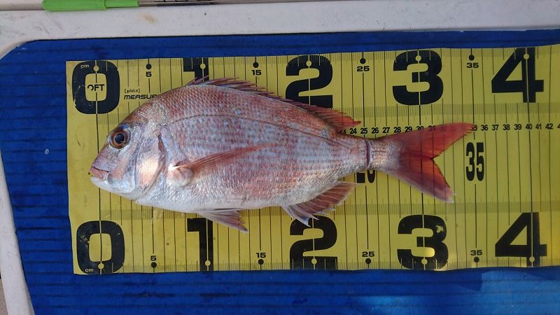 家島 鯛ラバ 堺商人の瀬戸内海釣り日記