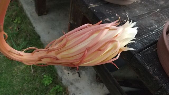 一夜限りに咲く花のよう匂い立つ 月下美人 石垣島の隠れ宿 宿 八重山すてい楽楽楽 ららら