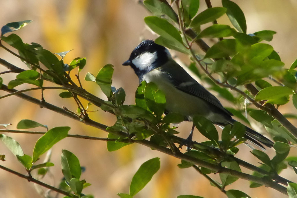 イメージ 5