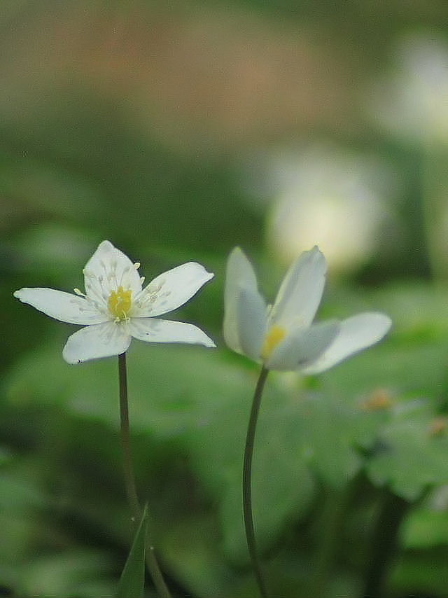 イメージ 9