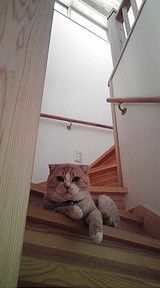 猫と階段