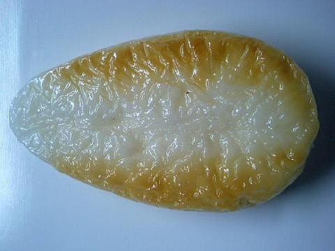 
��ե��� ���ʥ���ץ롣�����ʡ�����̾�������ޤܤ���
