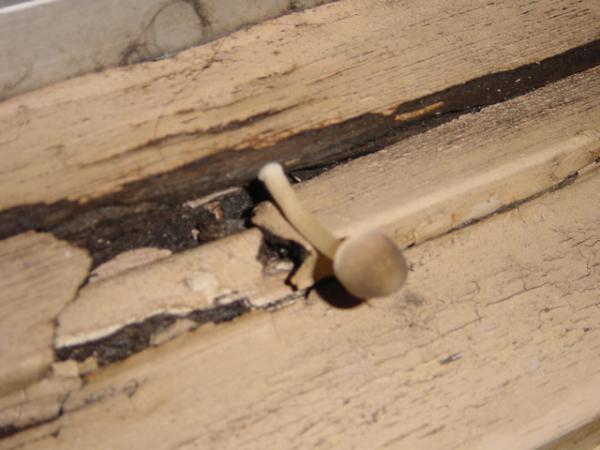 ����Ϥ������������Υ���