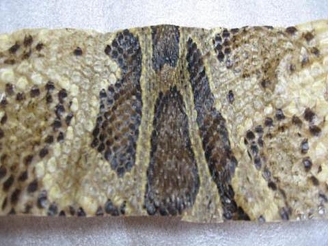 
�Ƕ��ζⱿ���åס����顡������������
