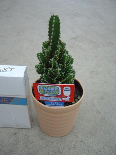 �ż��ȵۼ����ܥƥ�