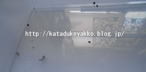 DSCN3109