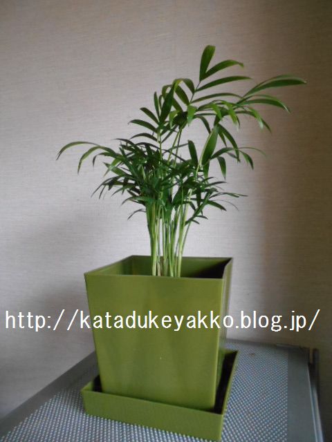 DSCN8295