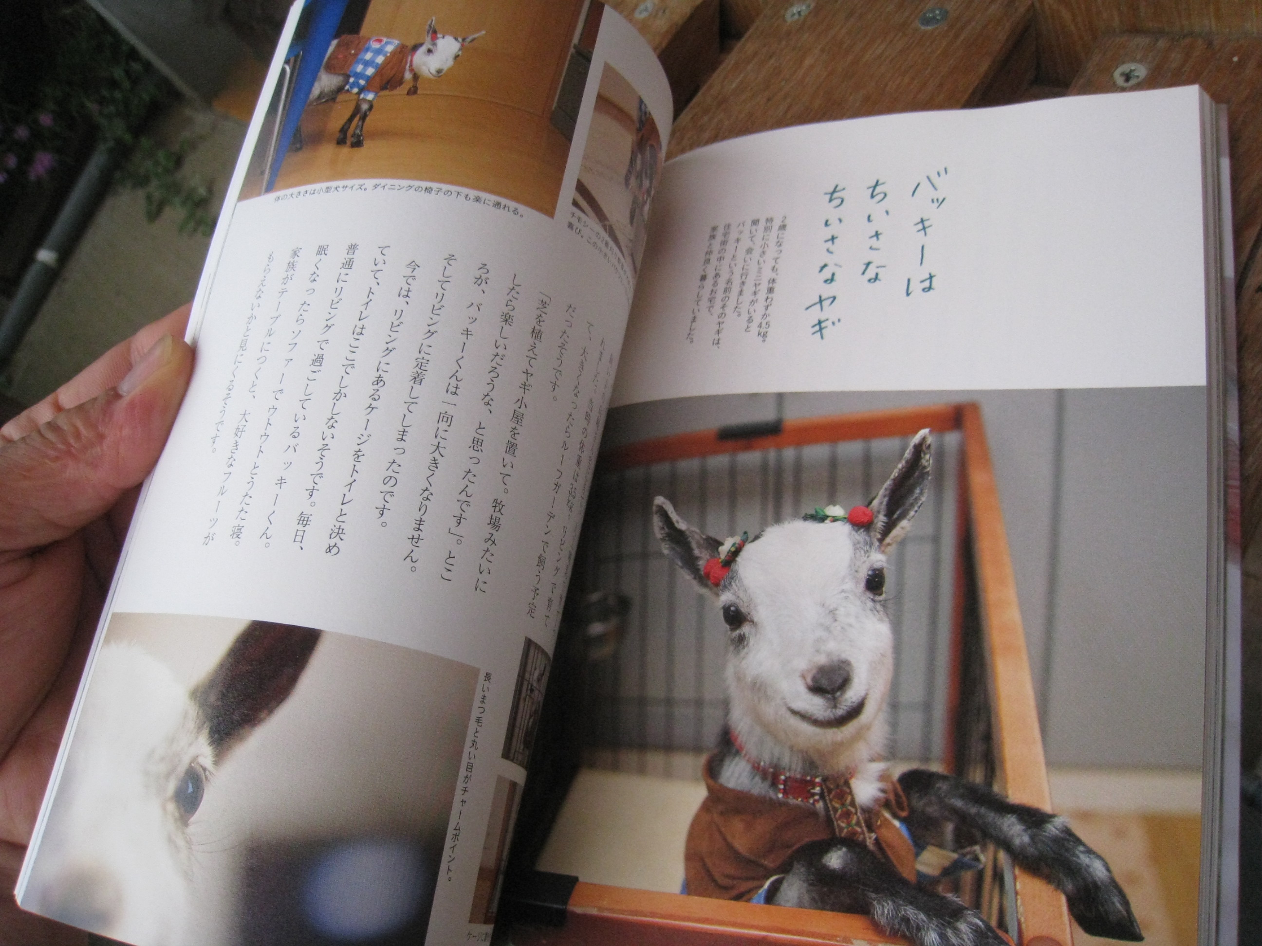 山羊の本 ヤギ飼いになる もうすぐ出版 Welcome ルーラルカプリ農場