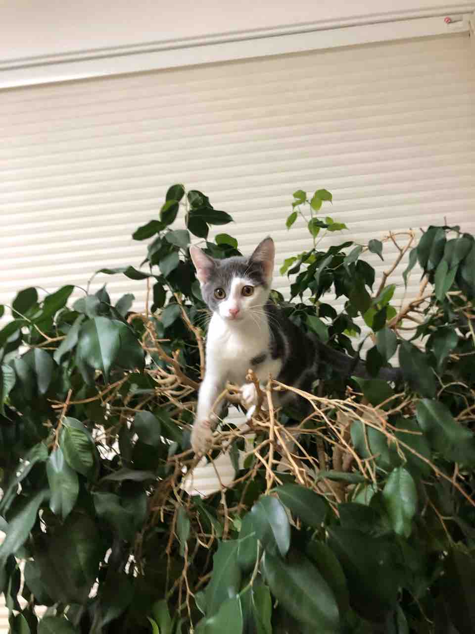 猫のなる木 ヤギバカですけど