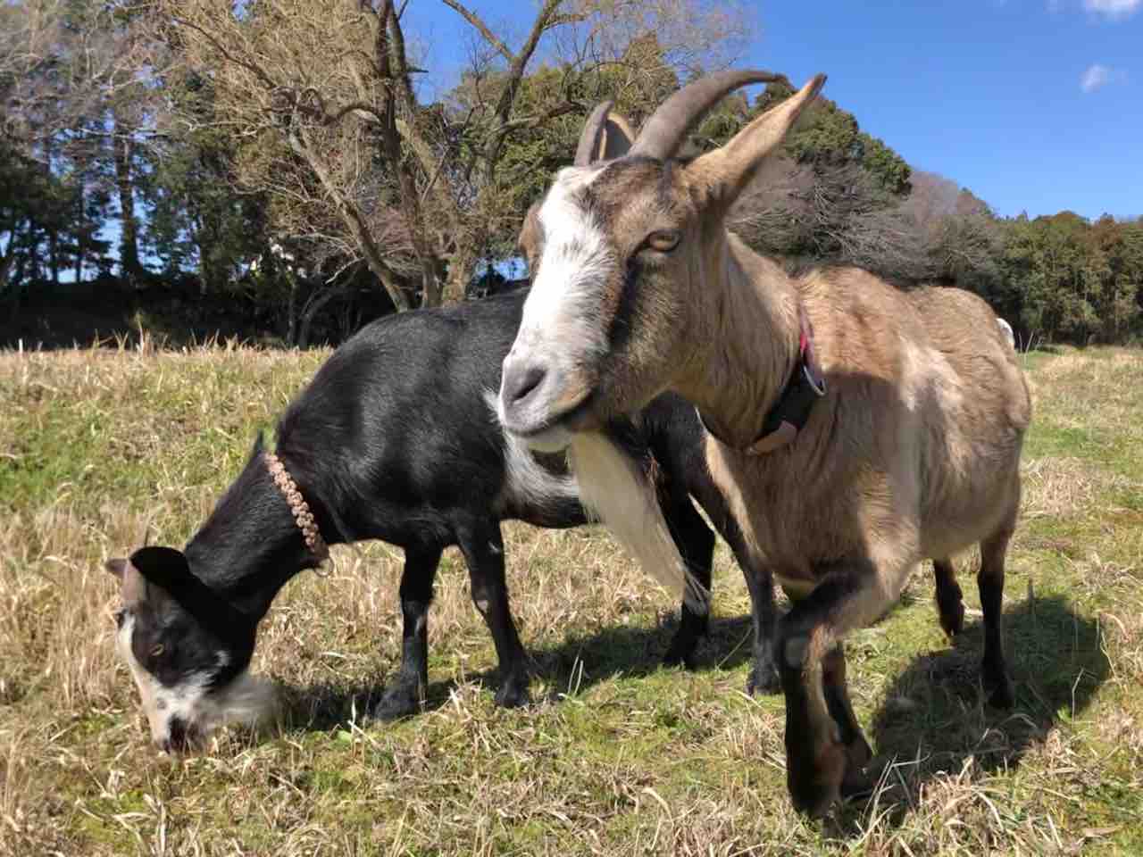 散歩と頭突きとツノ ヤギバカですけど