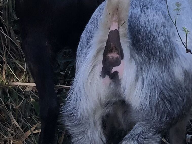 しっぽっぽ ヤギバカですけど