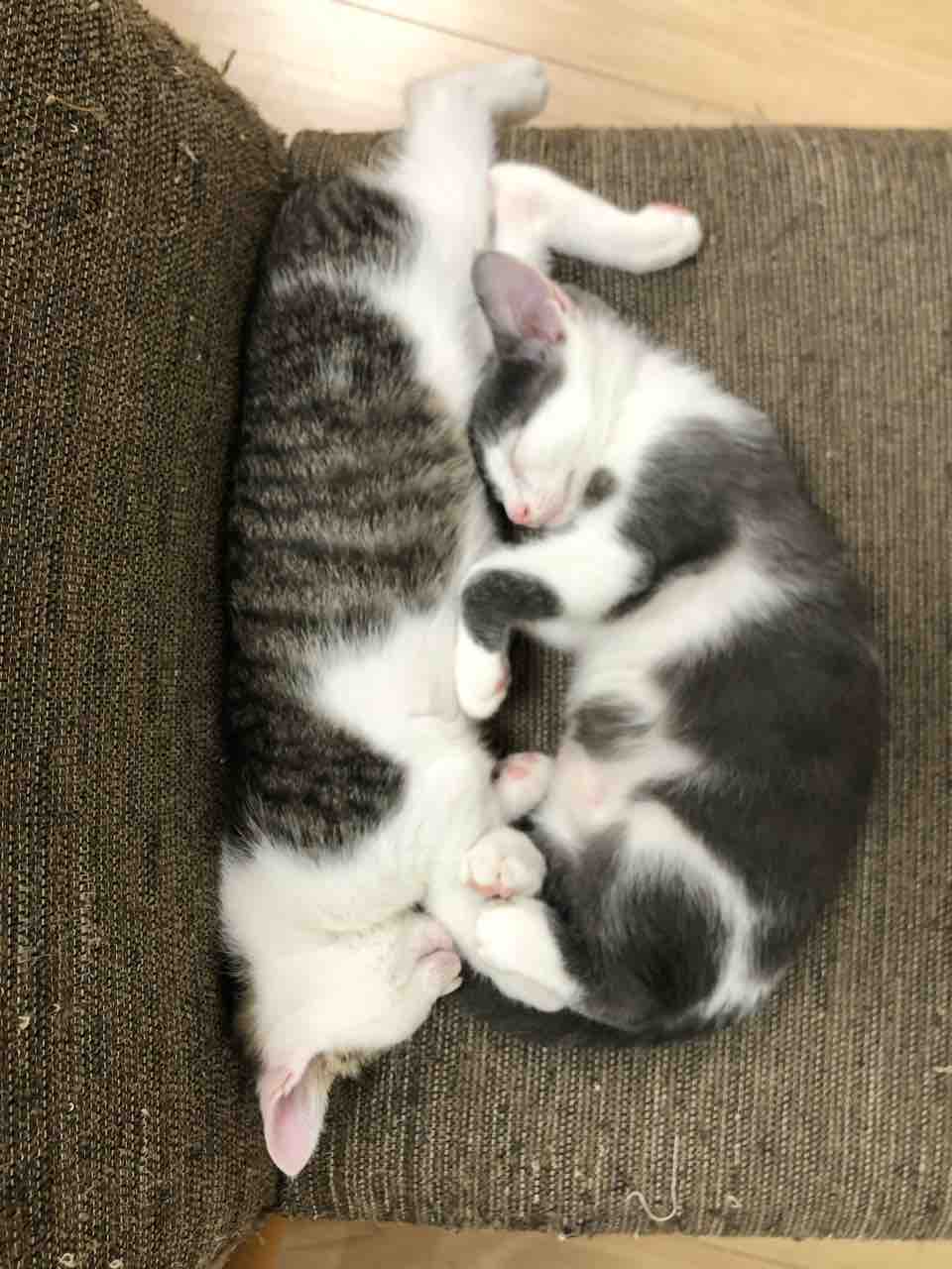 子猫ちゃん こんなになりました ヤギバカですけど 子猫ちゃん こんなになりました ヤギバカですけど