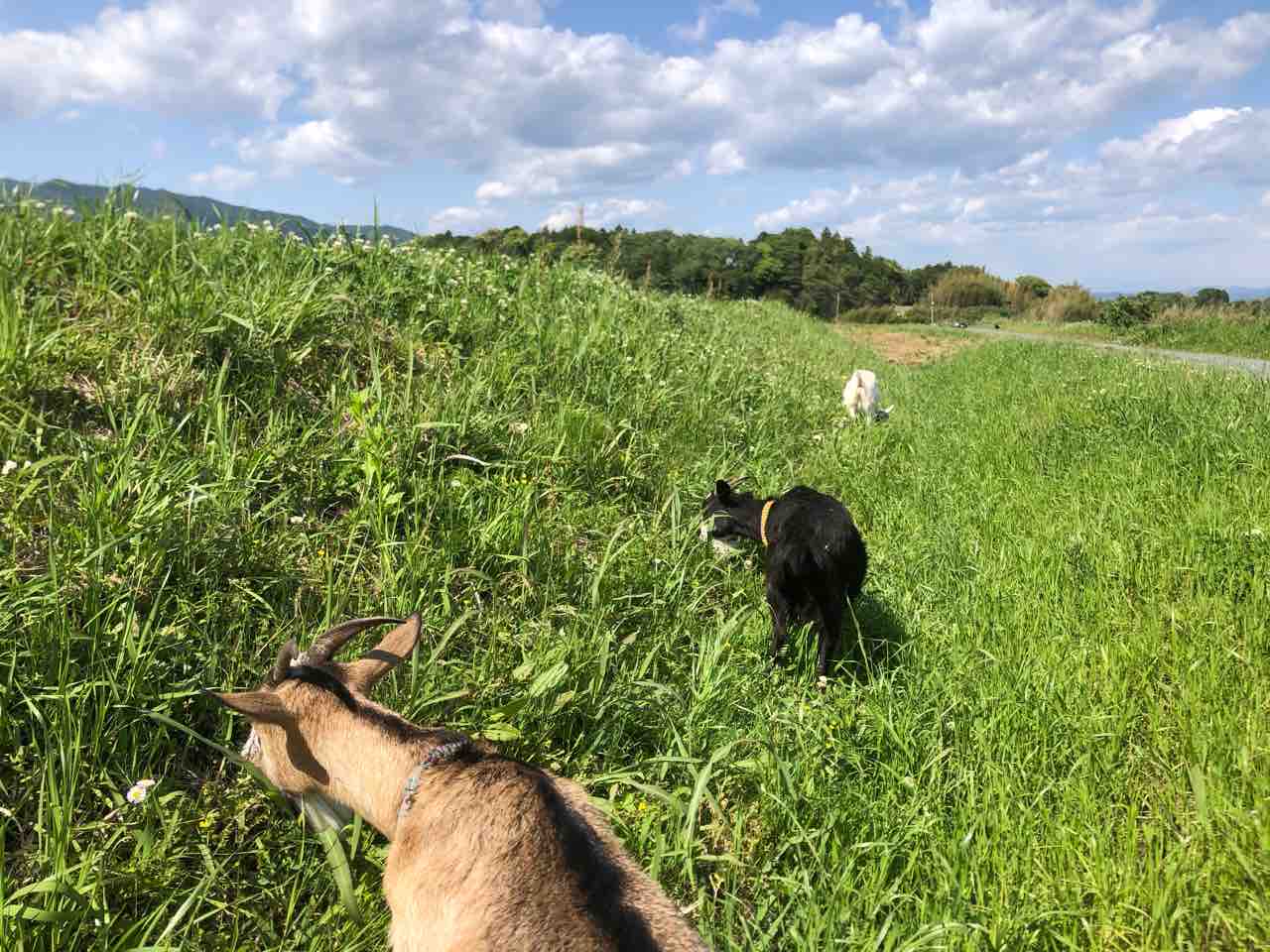 草むらといっても いろいろありまして ヤギバカですけど
