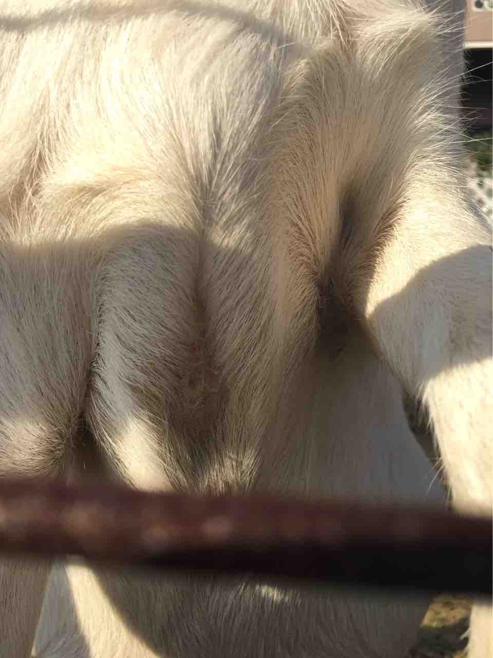 胸のタコ情報 ヤギバカですけど