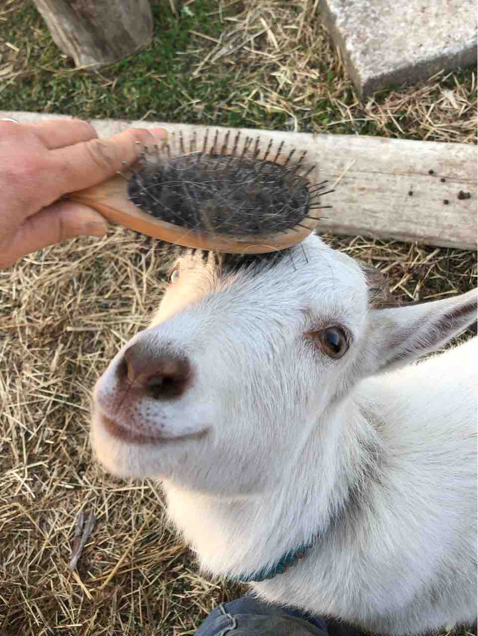 ヤギの体温などなど ヤギバカですけど ヤギの体温などなど ヤギバカですけど