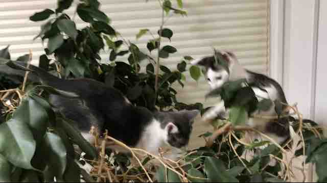 猫のなる木 ヤギバカですけど