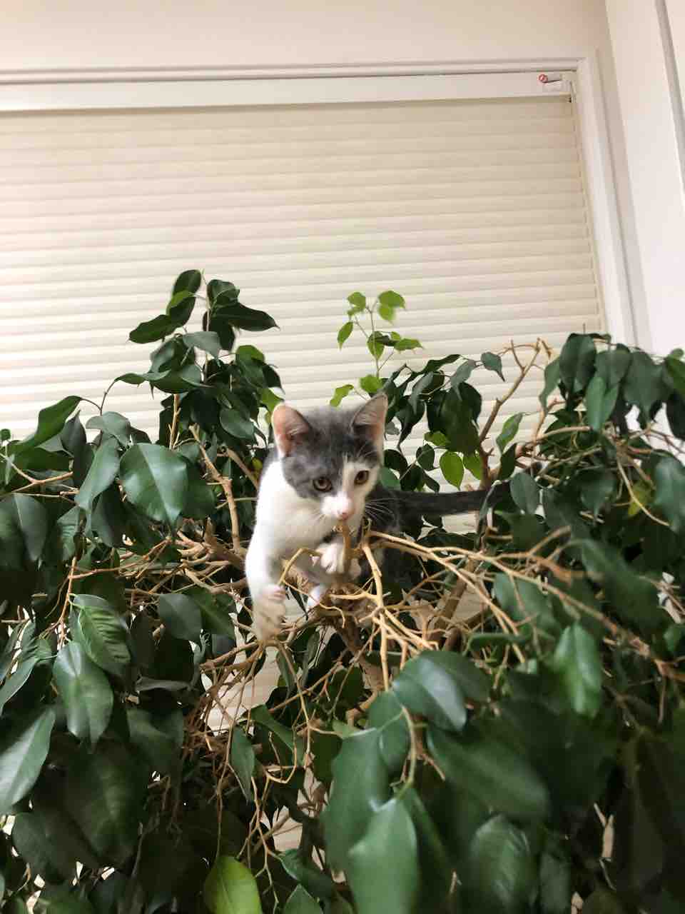 猫のなる木 ヤギバカですけど