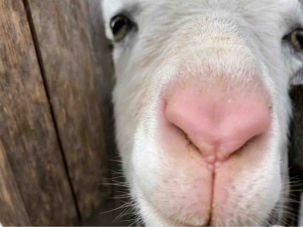 ヤギバカの楽しき交流 ヤギバカですけど