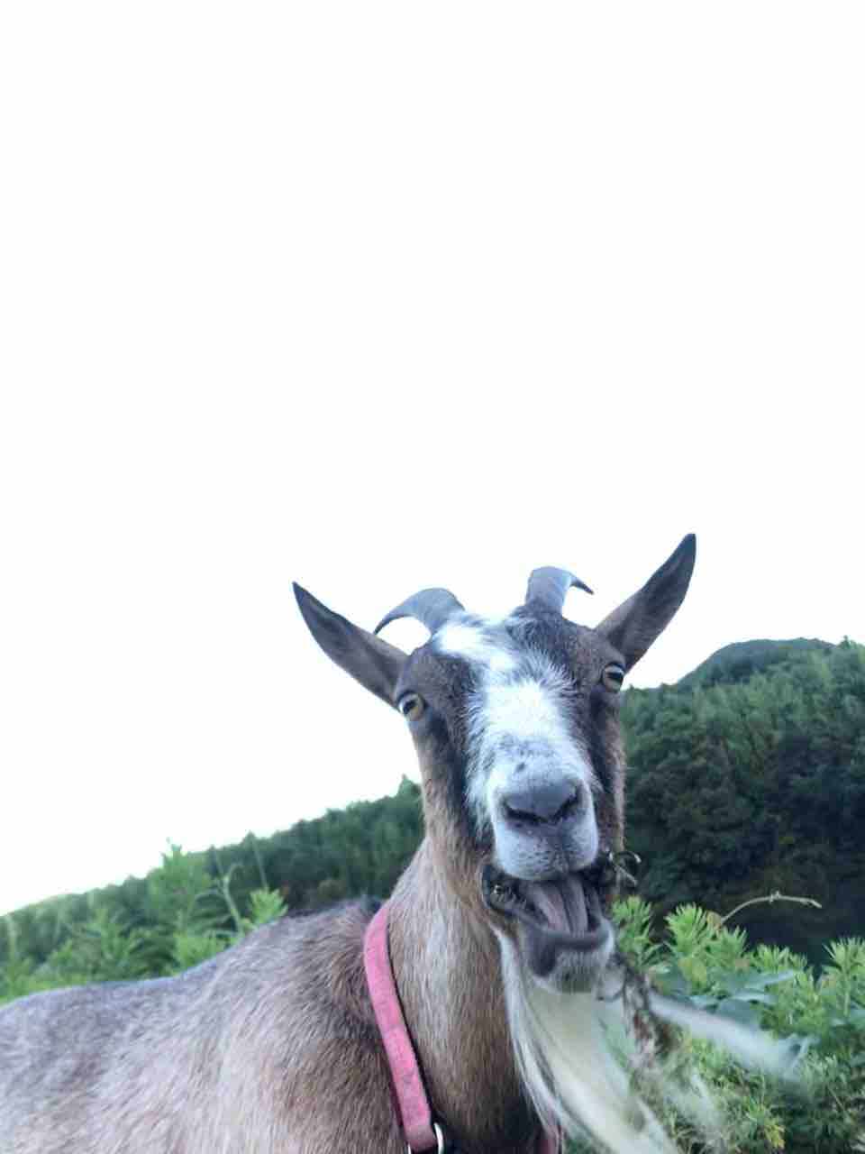 反省ヤギか ヤギバカですけど 反省ヤギか ヤギバカですけど