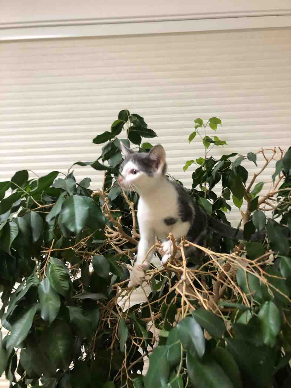 猫のなる木 ヤギバカですけど